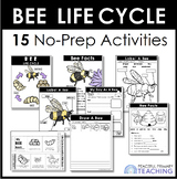 Bee Life Cycle Printable NO PREP Activities First Grade