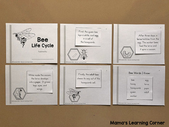 Bee Life Cycle Worksheets by Mama's Learning Corner | TpT