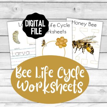 Preview of Bee Life Cycle Worksheets Beautiful Watercolor Bees