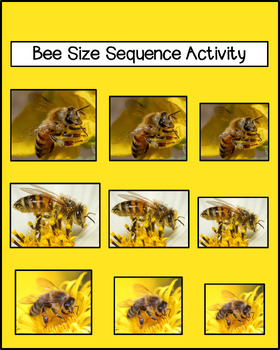 Preview of Bee Size Sequence Activity