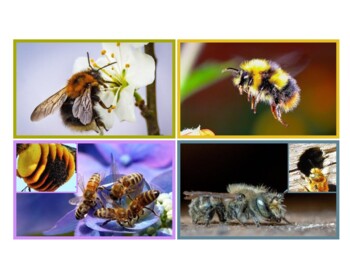 Preview of Bee, Wasp, Hornet, and Yellowjacket Identification cards