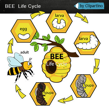 Preview of Bee life cycle Free Clip Art /insect Clip Art freebies/ commercial use