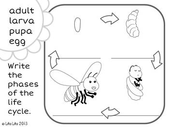 bee life cycle freebie by lita lita teachers pay teachers