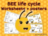 Bee life cycle FREEBIE