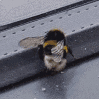 Preview of Bee waggle dance