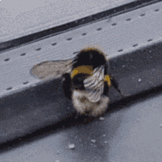 Bee waggle dance