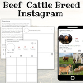 Beef Cattle Breed Instagram