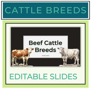 Preview of Beef Cattle Breeds PowerPoint Notes + Graphic Organizer