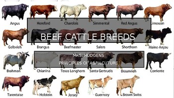 Preview of Beef Cattle Breeds Powerpoint Notes