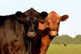 Beef Cattle Breeds Project
