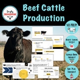Beef Cattle Production- Animal Science No-Prep!