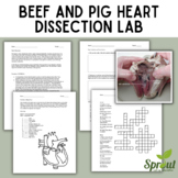 Beef and Pig Heart Dissection Lab