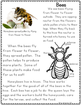 bee essay for class 2