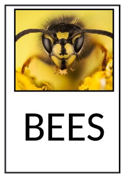 Preview of Bees