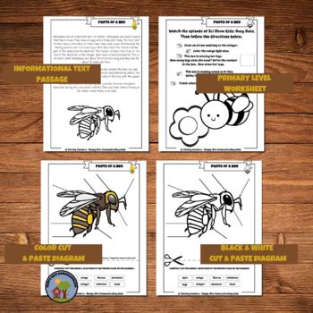 bee pollination diagram