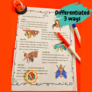 Bees PowerPoint and Worksheets by The Ginger Teacher | TpT