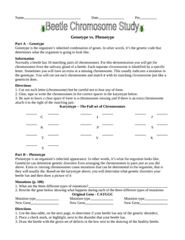 Preview of Beetle Chromosome Study Worksheet