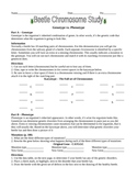 Beetle Chromosome Study Worksheet