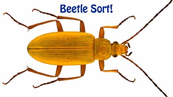Preview of Beetle Sort!  A pattern puzzle for kindergarten through grade 2.