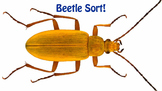 Beetle Sort!  A pattern puzzle for kindergarten through grade 2.