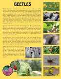 Beetles Infographic