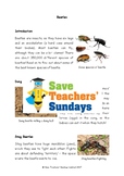 Beetles Non-fiction Text Comprehension / Guided reading (4