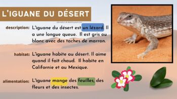 Beginner French Text - Iguane by Madame French Toast | TPT