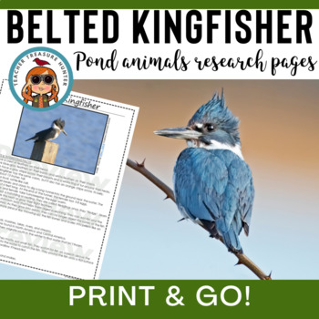 Belted Kingfisher, Second Grade Study Guide