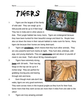 Preview of Bengal Tigers: Reading, Writing, and Arithmetic!