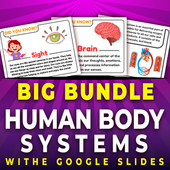 Preview of Big Bundle, Human Body Organs Facts, The Circulatory System, Five senses Facts