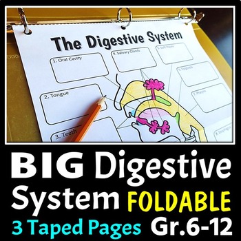 Preview of Digestive System Foldable - Big Foldable for Interactive Notebooks or Binders
