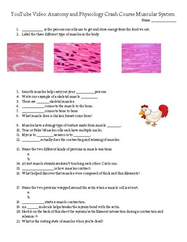 Preview of Big Guns: The Muscular System - Crash Course Worksheet Video Questions