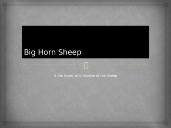 Preview of Mammals-Big Horn Sheep