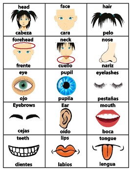 Preview of Bilingual Body Parts In English & Spanish ESL Flash Cards Vocabulary Printable
