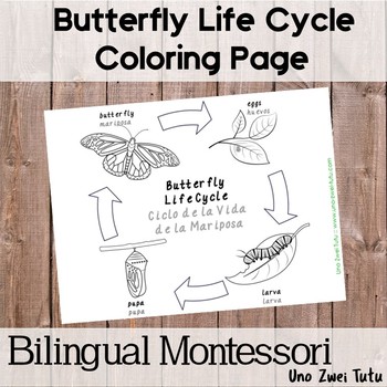 Preview of Bilingual Butterfly Life Cycle Coloring Page English-Spanish