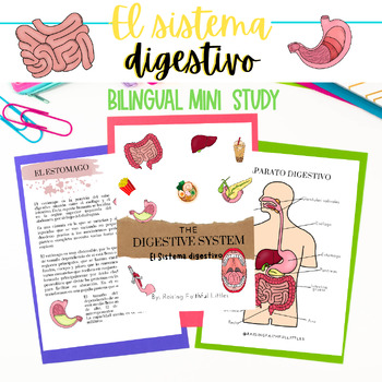 Preview of Bilingual Digestive System Mini Study | El Sistema digestivo