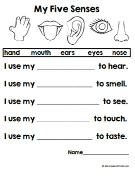 Bilingual Five Senses Los Cinco Sentidos Bilingue By Spanish Profe