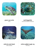 Bilingual Hawaiian Sea Life 3 Part Cards