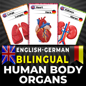 Preview of Bilingual Human Body Organs (English/German), Organe des menschlichen Körpers