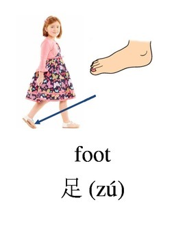 Preview of Bilingual Parts of the Body English and and Simplified Chinese PDF