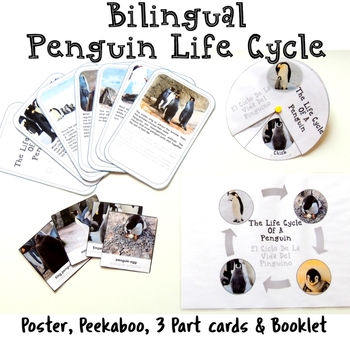 Preview of Bilingual Penguin Life Cycle With Real Photos Preschool Science Montessorilove