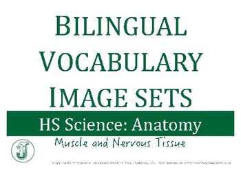 Preview of Bilingual Vocabulary Image Set (Spanish): HS Anatomy, Muscle Tissue