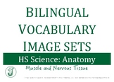 Bilingual Vocabulary Image Set (Spanish): HS Anatomy, Musc