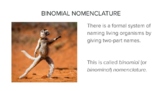 Binomial Nomenclature: Latin in Scientific Terminology