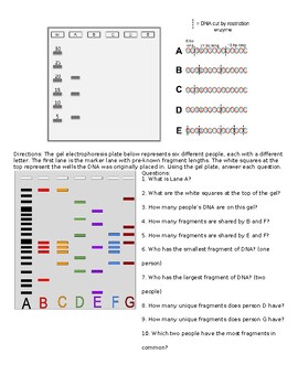 Bio - Gel Electrophoresis Worksheet - 2 by ABiologyTeacher | TPT