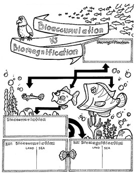 Preview of Bioaccumulation vs. Biomagnification Sketch Notes