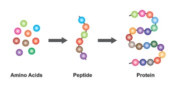 Preview of Biochemial Structure Of Amino acids, Peptides And Proteins Molecular Model.