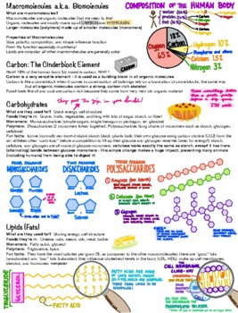 Preview of Biochemistry: Macromolecules, Enzymes, Digestion, Nutrition Notes & Study Guide
