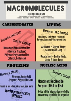 Preview of Biochemistry Macromolecule Infographic