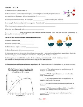 Biochemistry Review Worksheet by Dee | Teachers Pay Teachers